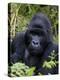 Mountain Gorilla Silverback, Kongo, Rwanda, Africa-Milse Thorsten-Premier Image Canvas