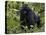 Mountain Gorilla, Silverback, Kongo, Rwanda, Africa-Milse Thorsten-Premier Image Canvas