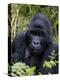 Mountain Gorilla Silverback, Kongo, Rwanda, Africa-Milse Thorsten-Premier Image Canvas