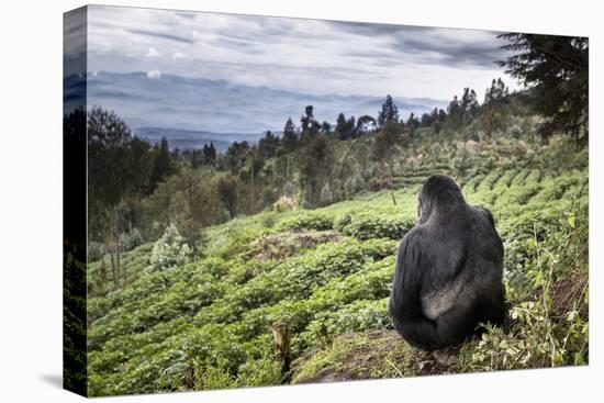 Mountain gorilla silverback on boundary wall, Rwanda-Christophe Courteau-Premier Image Canvas