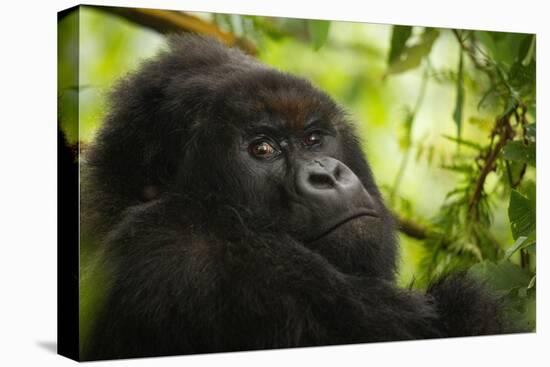 Mountain gorilla silverback sitting among Lobelia, Rwanda-Mary McDonald-Premier Image Canvas