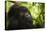 Mountain gorilla silverback sitting among Lobelia, Rwanda-Mary McDonald-Premier Image Canvas