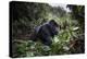 Mountain gorilla silverback, Volcanoes NP, Rwanda-Christophe Courteau-Premier Image Canvas