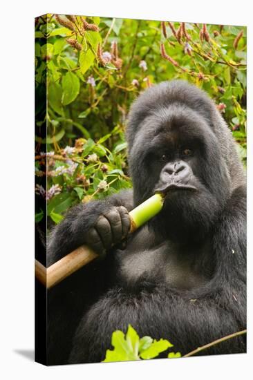 Mountain gorilla silverbck eating bamboo, Rwanda-Mary McDonald-Premier Image Canvas