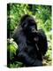 Mountain Gorilla, Virunga Volcanoes National Park, Rwanda-Art Wolfe-Premier Image Canvas