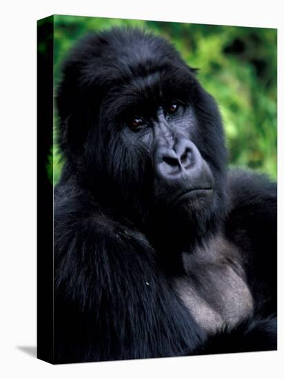 Mountain Gorilla, Virunga Volcanoes National Park, Rwanda-Art Wolfe-Premier Image Canvas