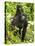 Mountain Gorilla, Volcanoes National Park, Rwanda-Joe & Mary Ann McDonald-Premier Image Canvas