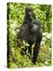 Mountain Gorilla, Volcanoes National Park, Rwanda-Joe & Mary Ann McDonald-Premier Image Canvas