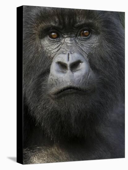 Mountain Gorilla, Volcanoes National Park, Rwanda-Joe & Mary Ann McDonald-Premier Image Canvas