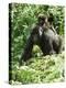 Mountain Gorilla with Baby on Back-Adrian Warren-Premier Image Canvas