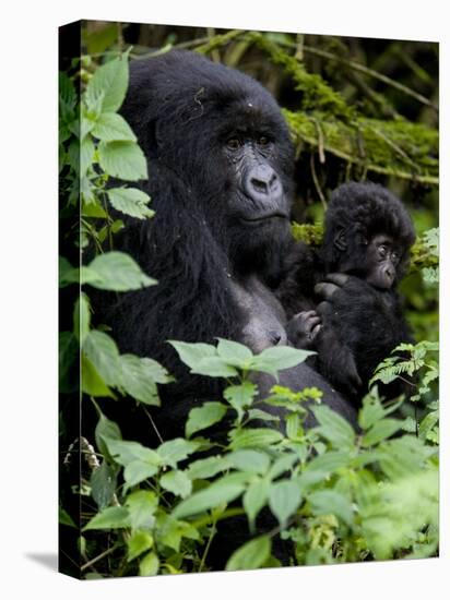 Mountain Gorilla with Her Young Baby, Rwanda, Africa-Milse Thorsten-Premier Image Canvas