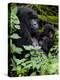 Mountain Gorilla with Her Young Baby, Rwanda, Africa-Milse Thorsten-Premier Image Canvas