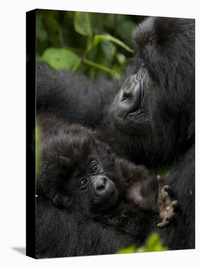 Mountain Gorilla with Her Young Baby, Rwanda, Africa-Milse Thorsten-Premier Image Canvas