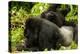 Mountain gorilla with infant playing on his back, Rwanda-Mary McDonald-Premier Image Canvas