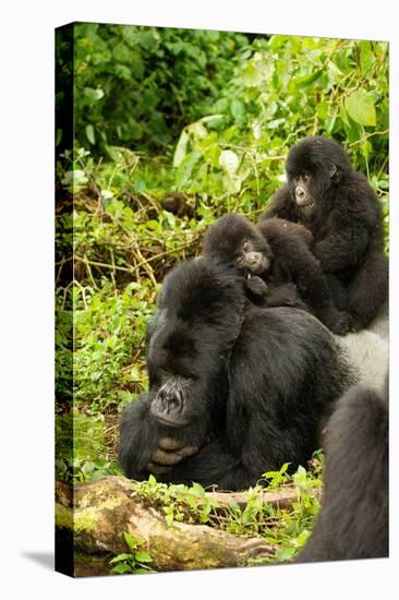 Mountain gorilla with infants playing on his back, Rwanda-Mary McDonald-Premier Image Canvas