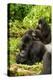 Mountain gorilla with infants playing on his back, Rwanda-Mary McDonald-Premier Image Canvas