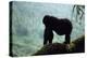 Mountain Gorilla-Adrian Warren-Premier Image Canvas