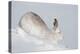 Mountain hare in winter coat stretching, Scotland, UK-Mark Hamblin-Premier Image Canvas