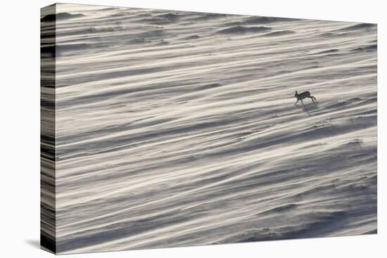 Mountain Hare (Lepus Timidus) in Winter Coat Running across a Snow Field, Scotland, UK-Mark Hamblin-Premier Image Canvas