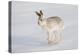 Mountain Hare (Lepus Timidus) in Winter Coat, Running across Snow, Scotland, UK, February-Mark Hamblin-Premier Image Canvas