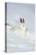Mountain Hare (Lepus Timidus) in Winter Coat Sitting in the Snow, Scotland, UK, February-Mark Hamblin-Premier Image Canvas