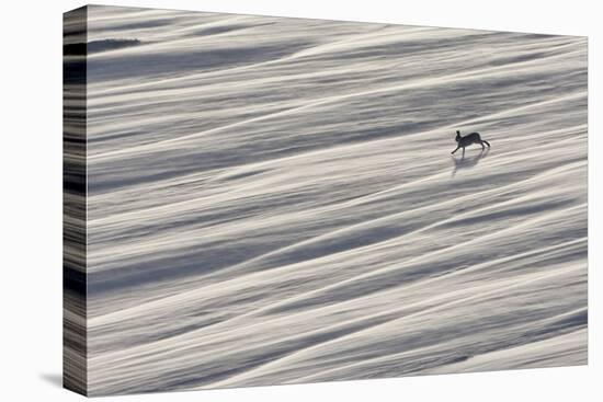 Mountain Hare (Lepus Timidus) Running across Snow Field, Cairngorms National Park, Scotland-Mark Hamblin-Premier Image Canvas