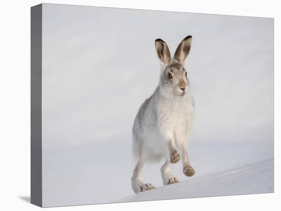 Mountain Hare (Lepus Timidus) Running Up a Snow-Covered Slope, Scotland, UK, February-Mark Hamblin-Premier Image Canvas