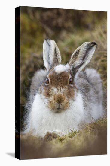 Mountain Hare (Lepus Timidus) with Partial Winter Coat, Scotland, UK, April-Mark Hamblin-Premier Image Canvas