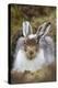 Mountain Hare (Lepus Timidus) with Partial Winter Coat, Scotland, UK, April-Mark Hamblin-Premier Image Canvas