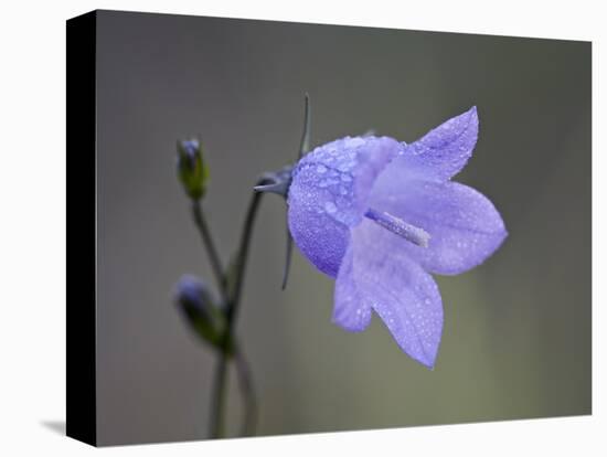 Mountain Harebell (Campanula Lasiocarpa), Glacier National Park, Montana-null-Premier Image Canvas