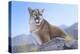 Mountain King-Rusty Frentner-Premier Image Canvas