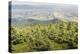 Mountain Landscape from Skrzyczne. Hillside Covered with Pine Trees and Tree Stumps in the Green Va-Curioso Travel Photography-Premier Image Canvas