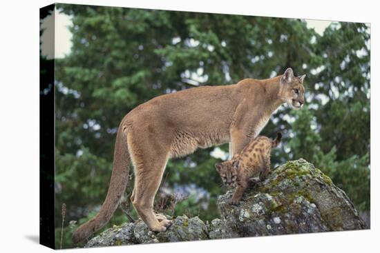 Mountain Lion and Cub-DLILLC-Premier Image Canvas