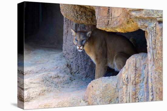 Mountain Lion. Captive, Arizona, Sonoran Desert Museum-Richard Wright-Premier Image Canvas