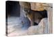 Mountain Lion. Captive, Arizona, Sonoran Desert Museum-Richard Wright-Premier Image Canvas