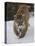 Mountain Lion (Cougar) (Felis Concolor) in Snow in Captivity, Near Bozeman, Montana-James Hager-Premier Image Canvas