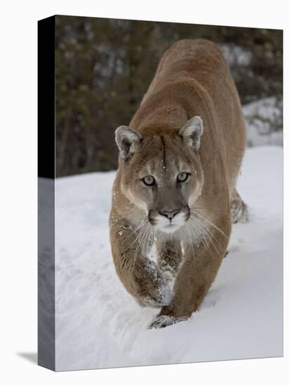 Mountain Lion (Cougar) (Felis Concolor) in Snow in Captivity, Near Bozeman, Montana-James Hager-Premier Image Canvas