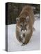 Mountain Lion (Cougar) (Felis Concolor) in Snow in Captivity, Near Bozeman, Montana-James Hager-Premier Image Canvas