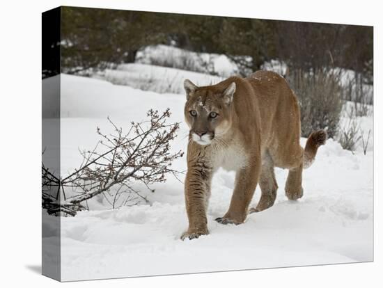 Mountain Lion (Cougar) (Felis Concolor) in Snow in Captivity, Near Bozeman, Montana-null-Premier Image Canvas