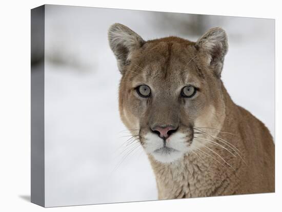 Mountain Lion (Cougar) (Felis Concolor) in Snow in Captivity, Near Bozeman, Montana-null-Premier Image Canvas