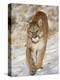 Mountain Lion (Cougar) (Felis Concolor) in the Snow, in Captivity, Near Bozeman, Montana, USA-James Hager-Premier Image Canvas