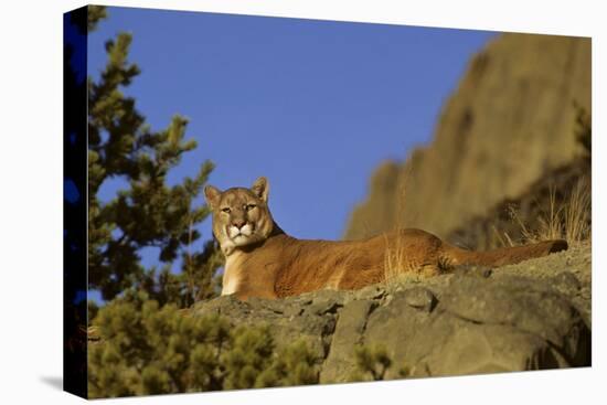 Mountain Lion, Montana-Richard and Susan Day-Premier Image Canvas