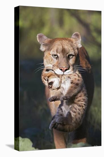 Mountain Lion mother carrying cub in her mouth, North America-Tim Fitzharris-Stretched Canvas