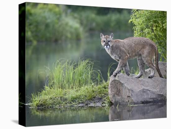 Mountain Lion or Cougar, in Captivity, Sandstone, Minnesota, USA-James Hager-Premier Image Canvas