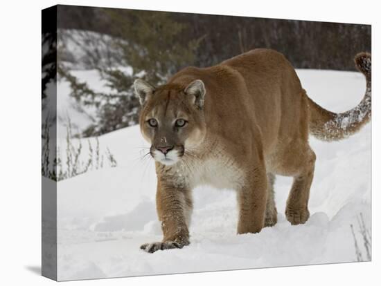 Mountain Lion or Cougar in Snow, Near Bozeman, Montana, USA-James Hager-Premier Image Canvas