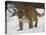 Mountain Lion or Cougar in Snow, Near Bozeman, Montana, USA-James Hager-Premier Image Canvas