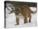 Mountain Lion or Cougar in Snow, Near Bozeman, Montana, USA-James Hager-Premier Image Canvas