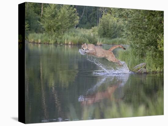 Mountain Lion or Cougar Jumping into the Water, in Captivity, Sandstone, Minnesota, USA-James Hager-Premier Image Canvas