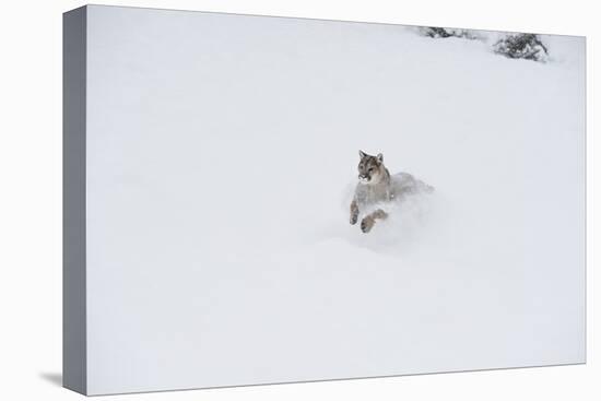 Mountain Lion (Puma) (Cougar) (Puma Concolor), Montana, United States of America, North America-Janette Hil-Premier Image Canvas