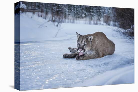 Mountain Lion (Puma) (Cougar) (Puma Concolor), Montana, United States of America, North America-Janette Hil-Premier Image Canvas